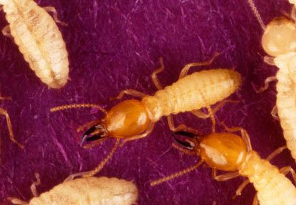 termite-bois